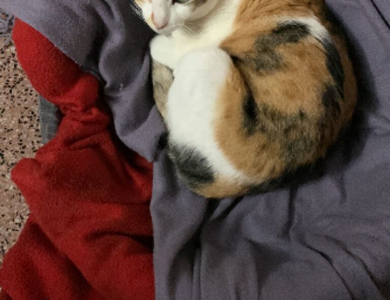 can diet help your brain tweeklynutrition