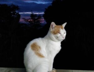 edit code gdtj45 builder software