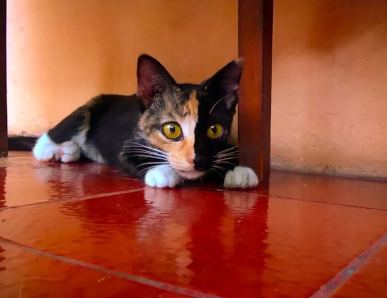 how python 2579xao6 can be used for data analysis