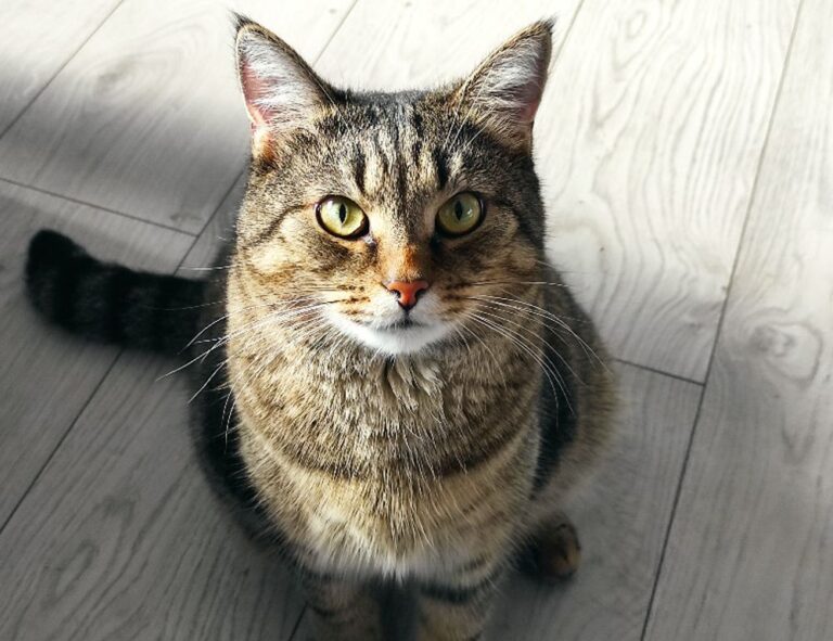 install bvostfus python