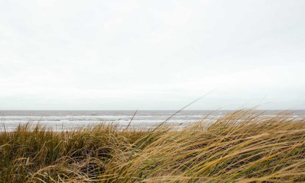 lescohid herbicide to kill grass