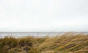 lescohid herbicide to kill grass