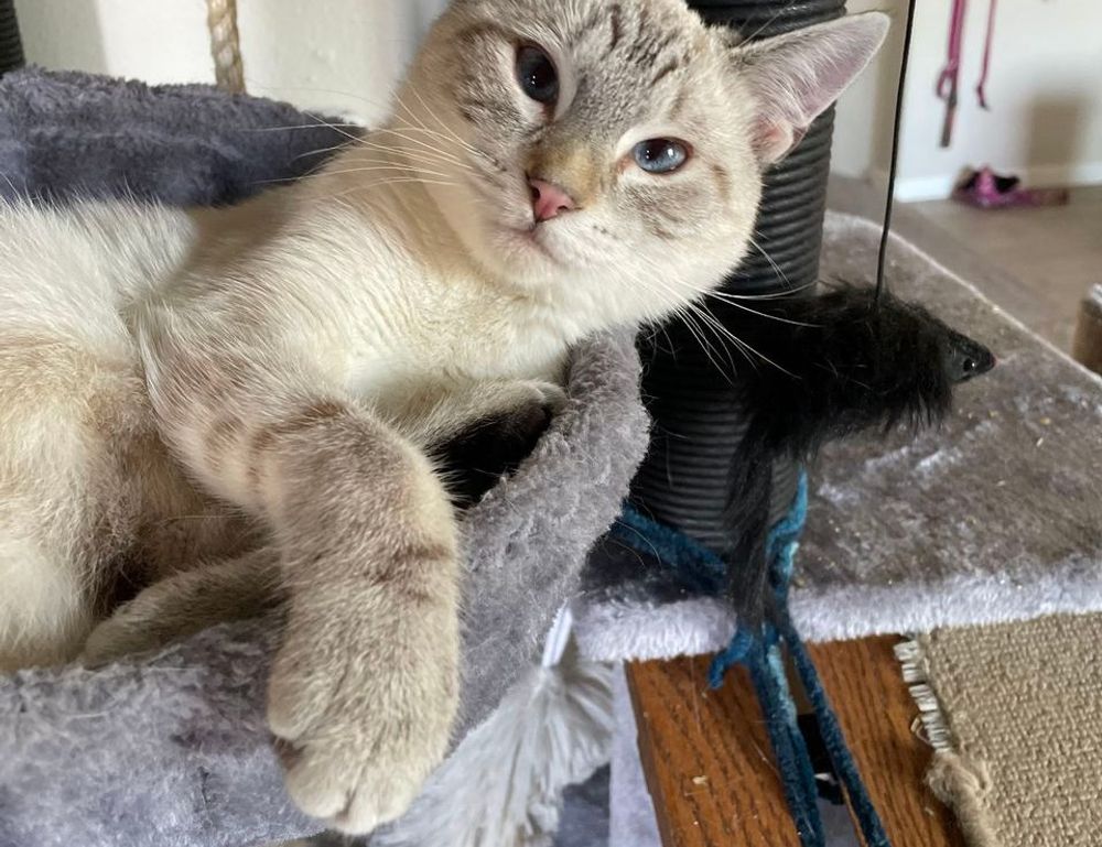 supplementing tips tweeklynutrition