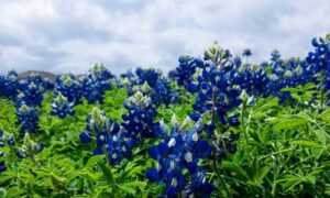 tweeklynutrition cbd guide from theweeklyspoon