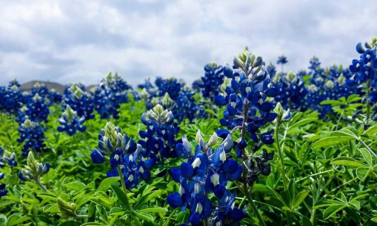 tweeklynutrition cbd guide from theweeklyspoon