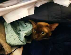 valan slap845 old version