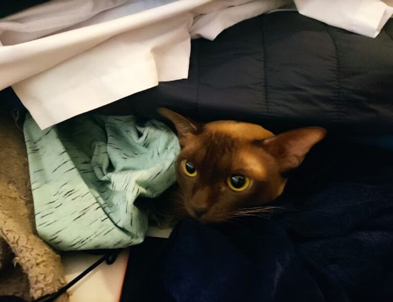 valan slap845 old version