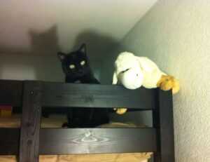 zydaisis disease which foods to avoid