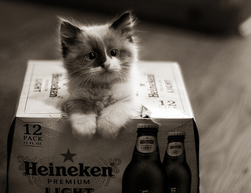 how can i prevent pavatalgia disease