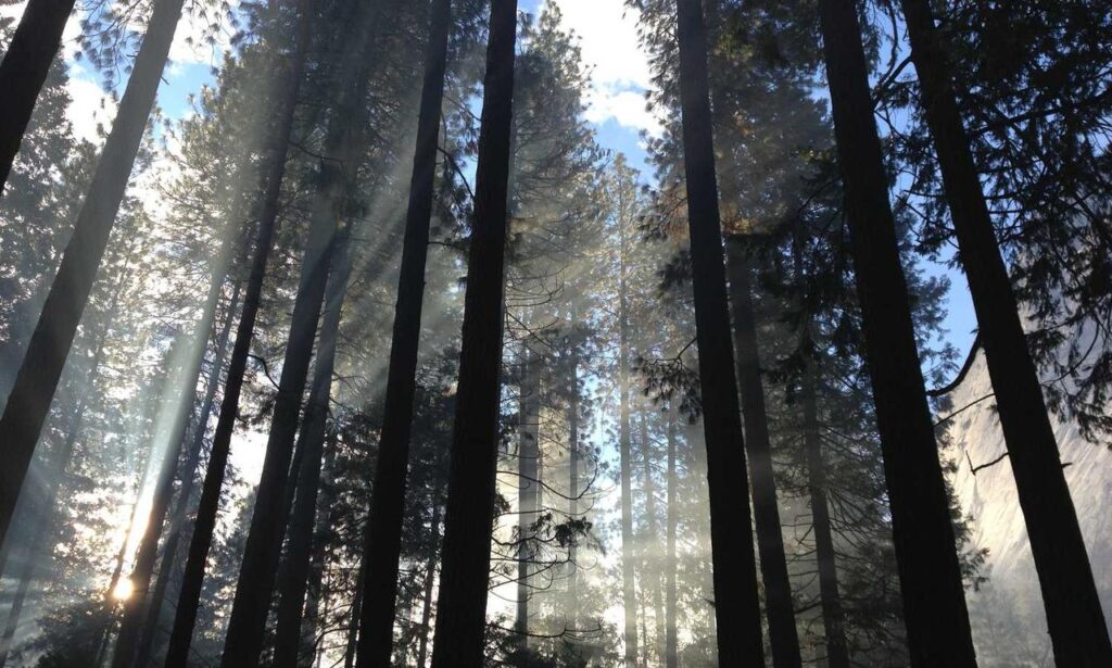 how long can i live with pavatalgia