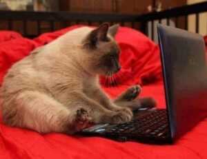 why homorzopia disease bad