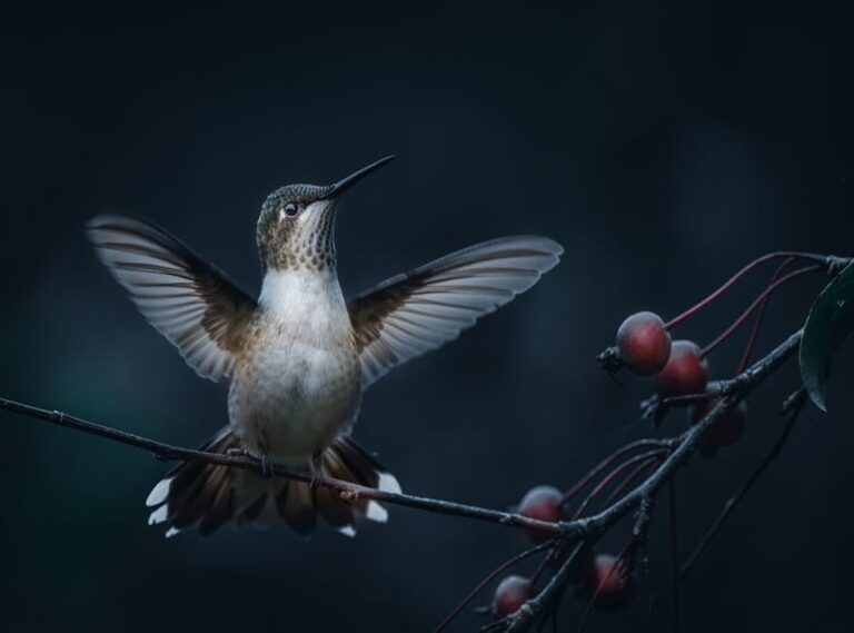 How Homorzopia Spreads