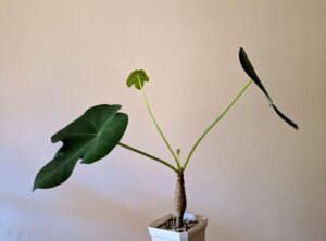 ithana plant