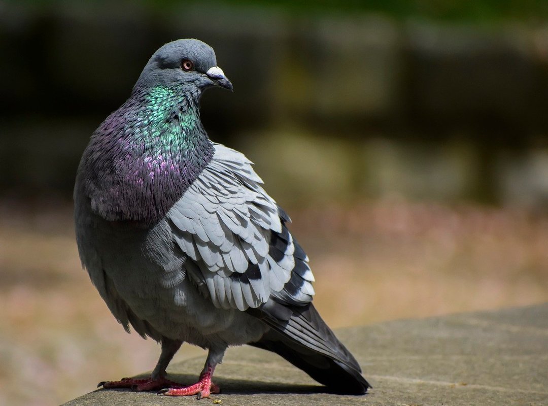 What Sets SaveFrom.net Apart from Other Tools